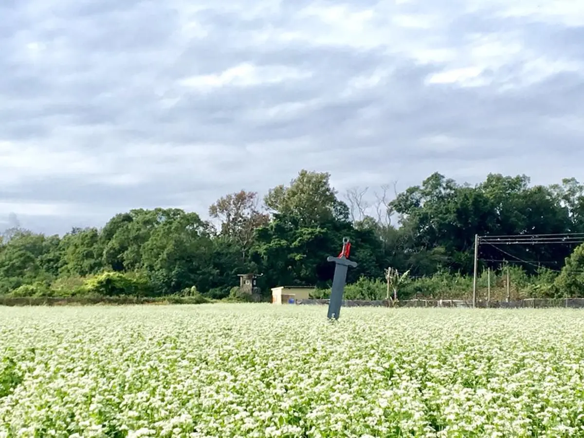 IG最愛!全台6大冬季美拍花海:關渡波斯菊、楊梅粉紫仙草、新社蕎麥花 IG最愛!全台6大冬季美拍花海:關渡波斯菊、楊梅粉紫仙草、新社蕎麥花