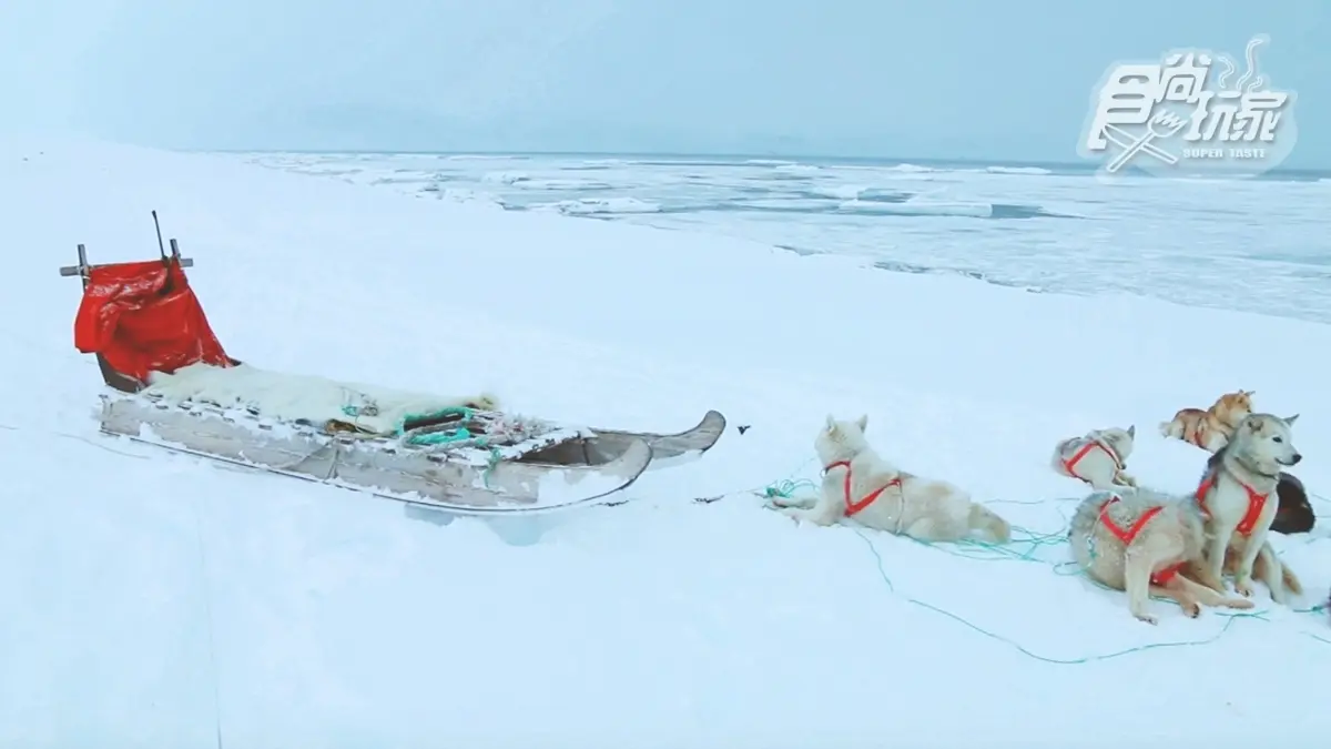 為什麼不可以摸雪橇犬？零下20度怎麼穿才暖？格陵蘭「生存守則」