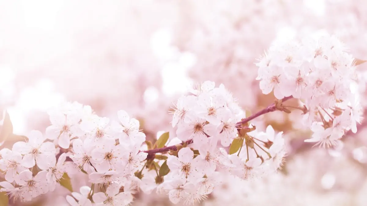 2019賞櫻這張秒懂! 祕境全攻略,2,600棵櫻花樹看到飽 2019賞櫻這張秒懂! 祕境全攻略,2,600棵櫻花樹看到飽