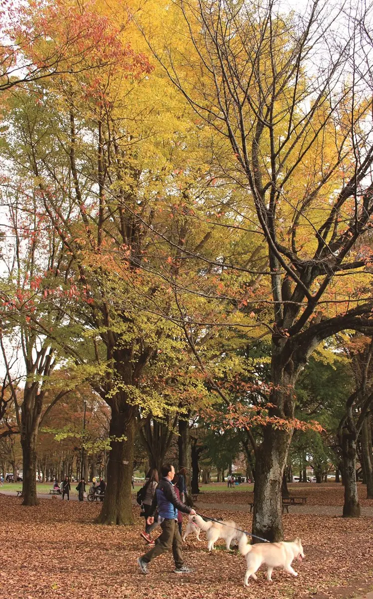 東京居然這麼美!必訪這3家「森林咖啡館」 東京居然這麼美!必訪這3家「森林咖啡館」