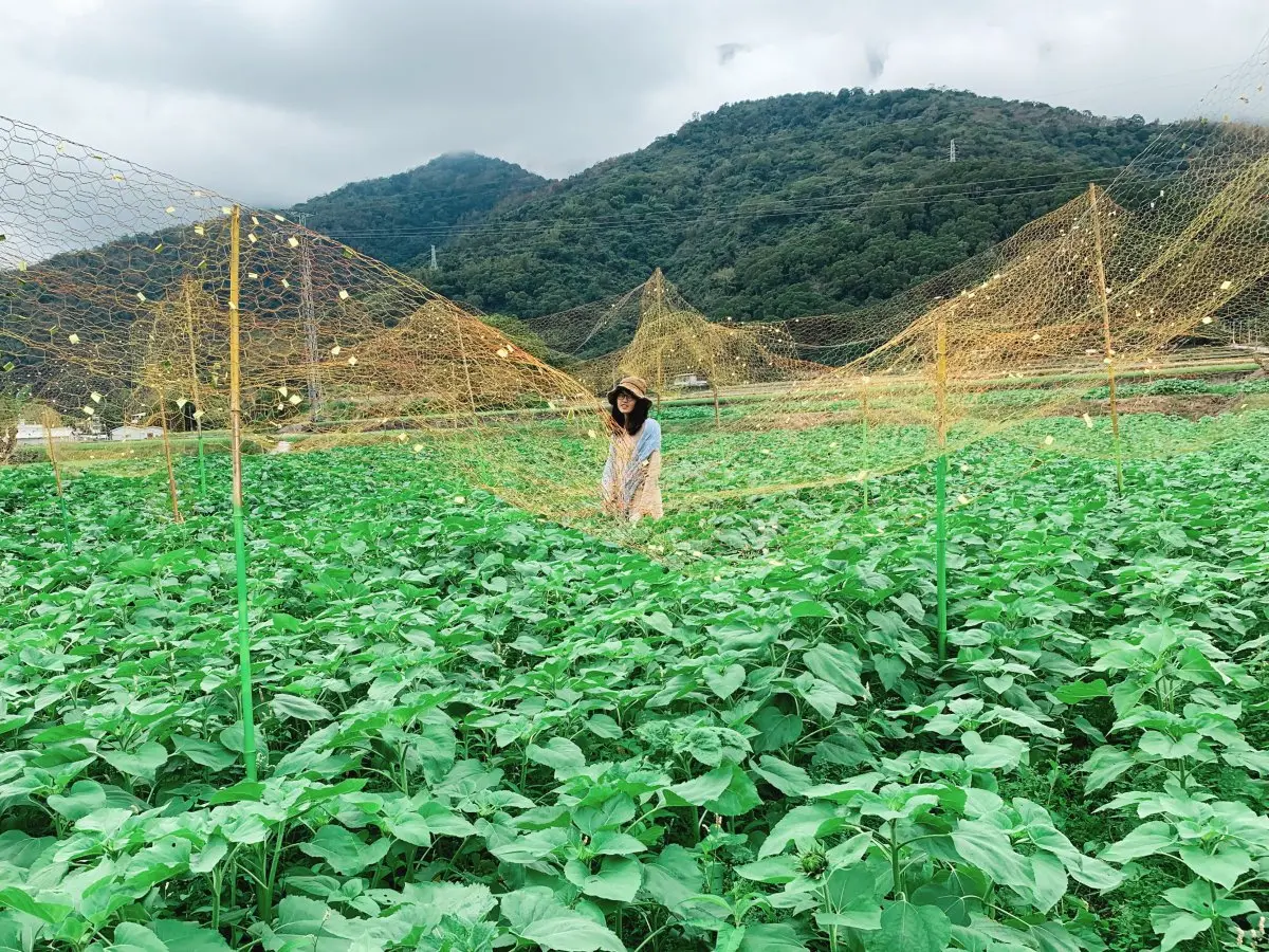 拍起來！台東6大花海美拍點：波斯菊、向日葵、油菜花