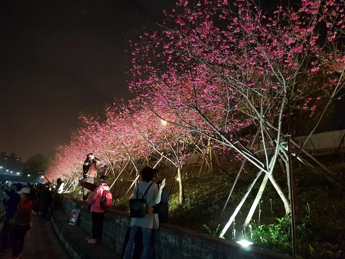 3公里夜櫻步道！22天「樂活夜櫻季」登場，賞櫻花不用跑郊區