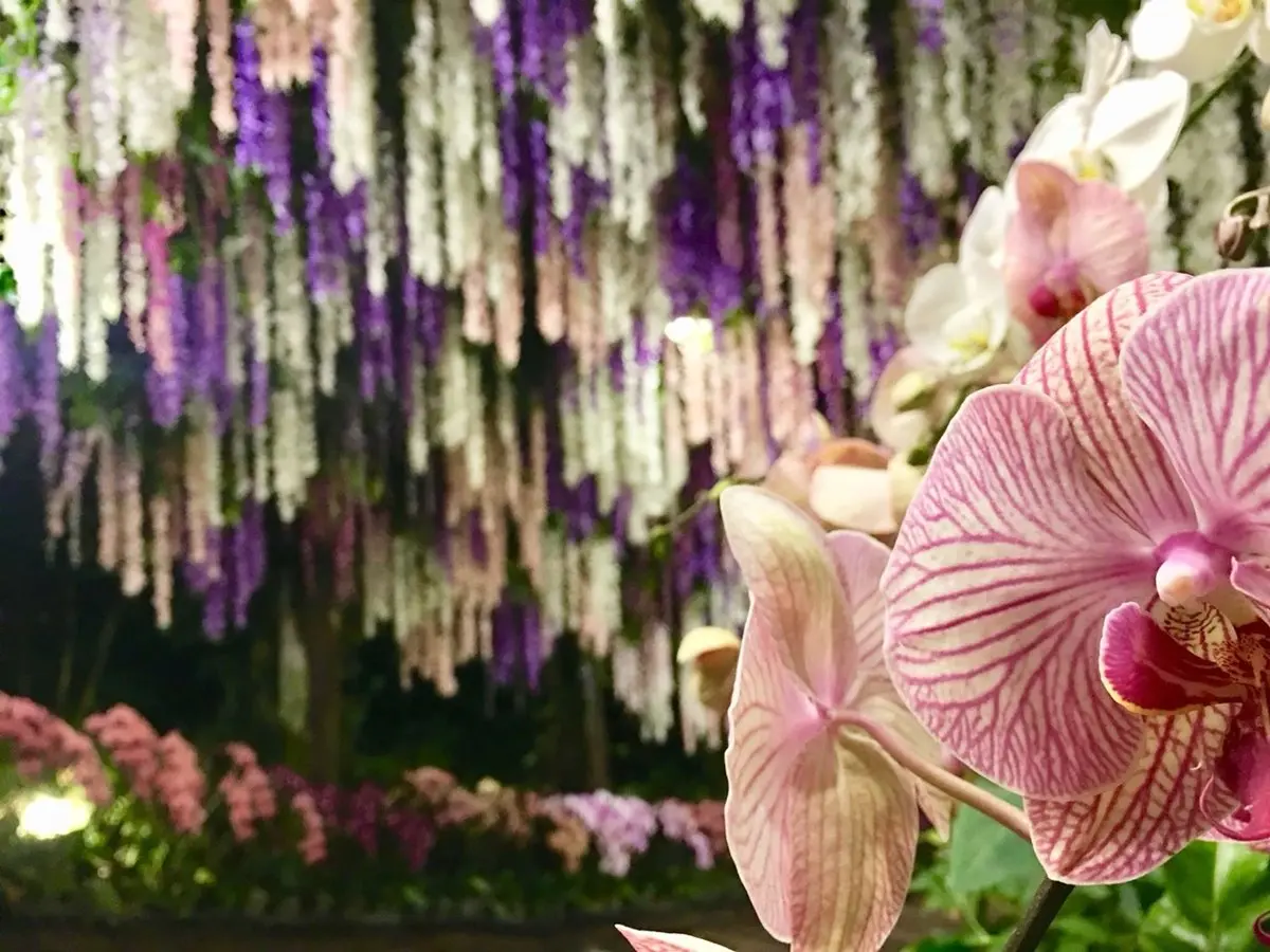 隱藏打卡點！35公尺「紫藤花隧道」採草莓、泡溫泉玩整天都不膩