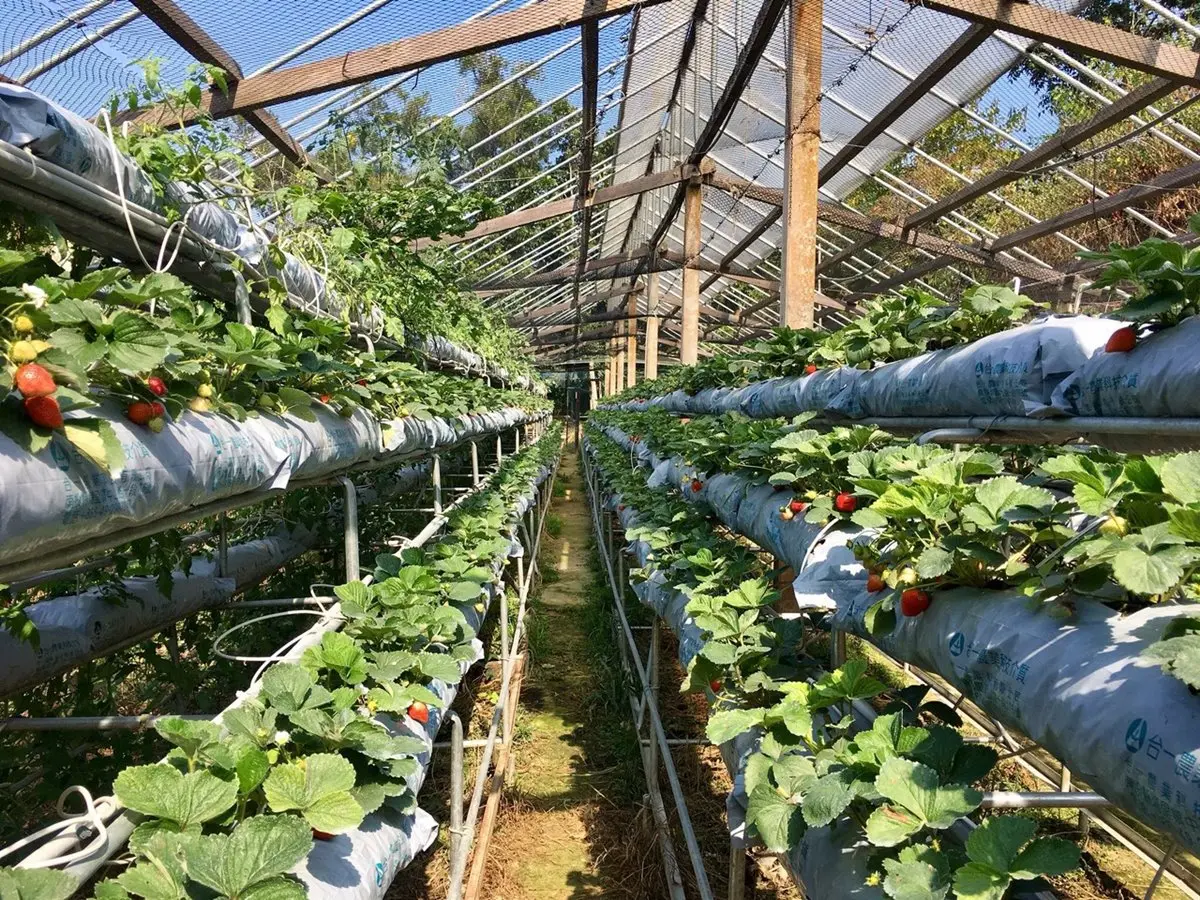 隱藏打卡點！35公尺「紫藤花隧道」採草莓、泡溫泉玩整天都不膩