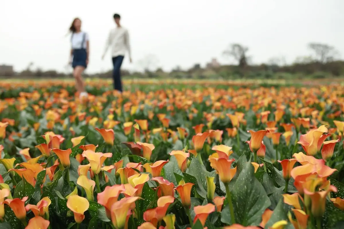 8萬株彩色花海！2019「桃園彩色海芋季」初春最強賞花景點