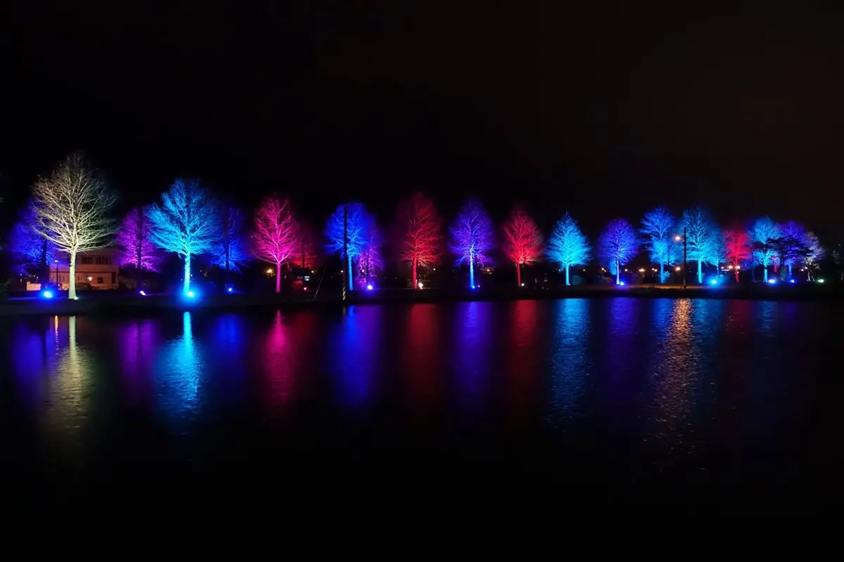 比夜櫻還浪漫!宜蘭最新IG景點 「夜之落羽松」登場 比夜櫻還浪漫!宜蘭最新IG景點 「夜之落羽松」登場