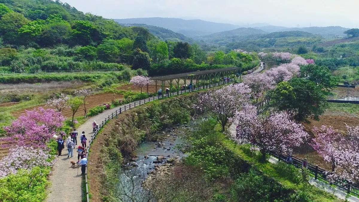 二月最美花海！8個必拍「夢幻櫻花、風鈴木、鬱金香」追花景點