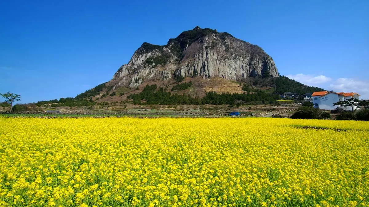 誰說春天只有櫻花開！獻上滿滿韓式「七彩花海」不漏勾