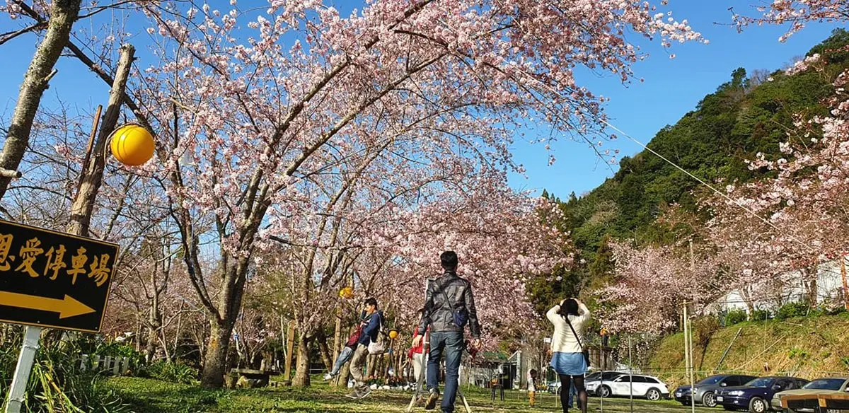 富士櫻盛開好夢幻！「拉拉山」恩愛農場賞櫻趁現在