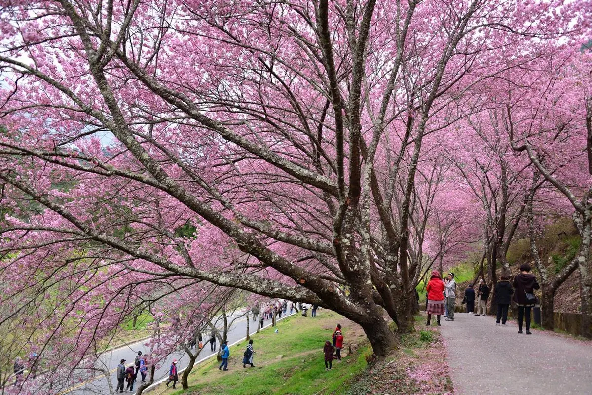 二月最美花海！8個必拍「夢幻櫻花、風鈴木、鬱金香」追花景點
