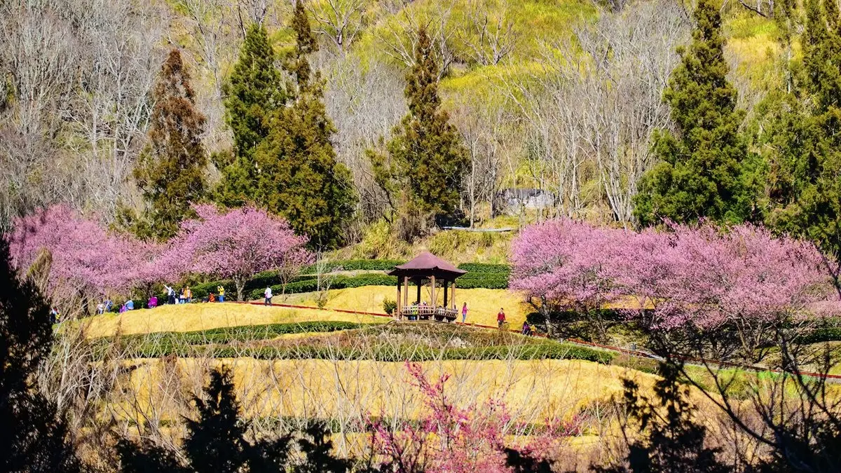 二月最美花海！8個必拍「夢幻櫻花、風鈴木、鬱金香」追花景點