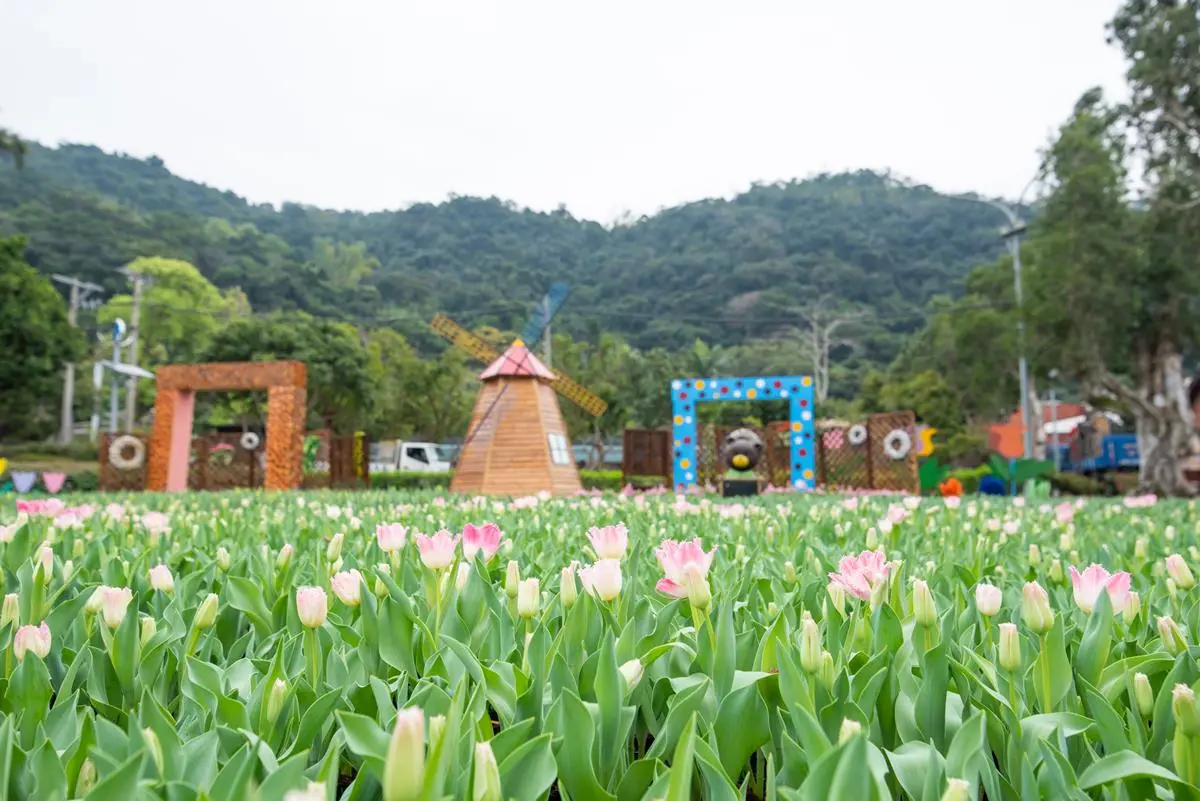 不用飛國外台北也有!7萬株「荷蘭、日本鬱金香」同時綻放 不用飛國外台北也有!7萬株「荷蘭、日本鬱金香」同時綻放