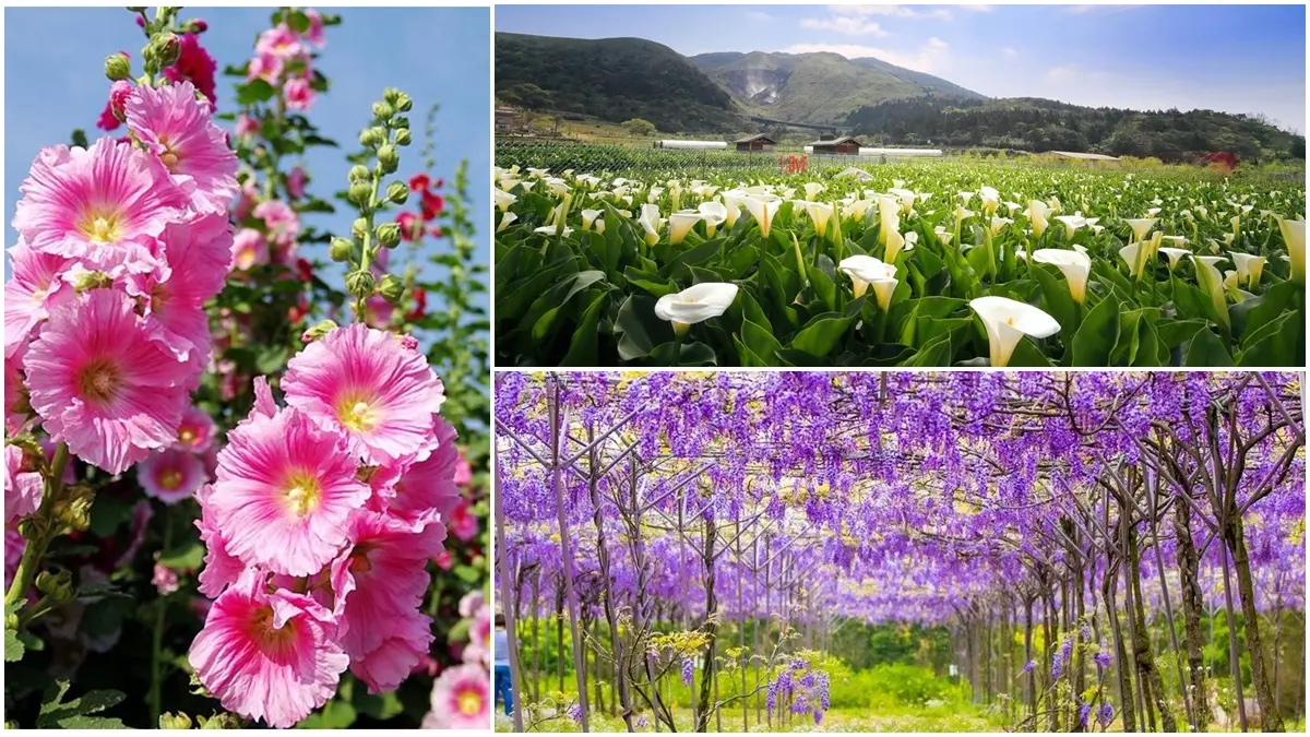 3、4月限定美景！5大花季開跑，海芋田、紫藤隧道、蜀葵花海超美拍