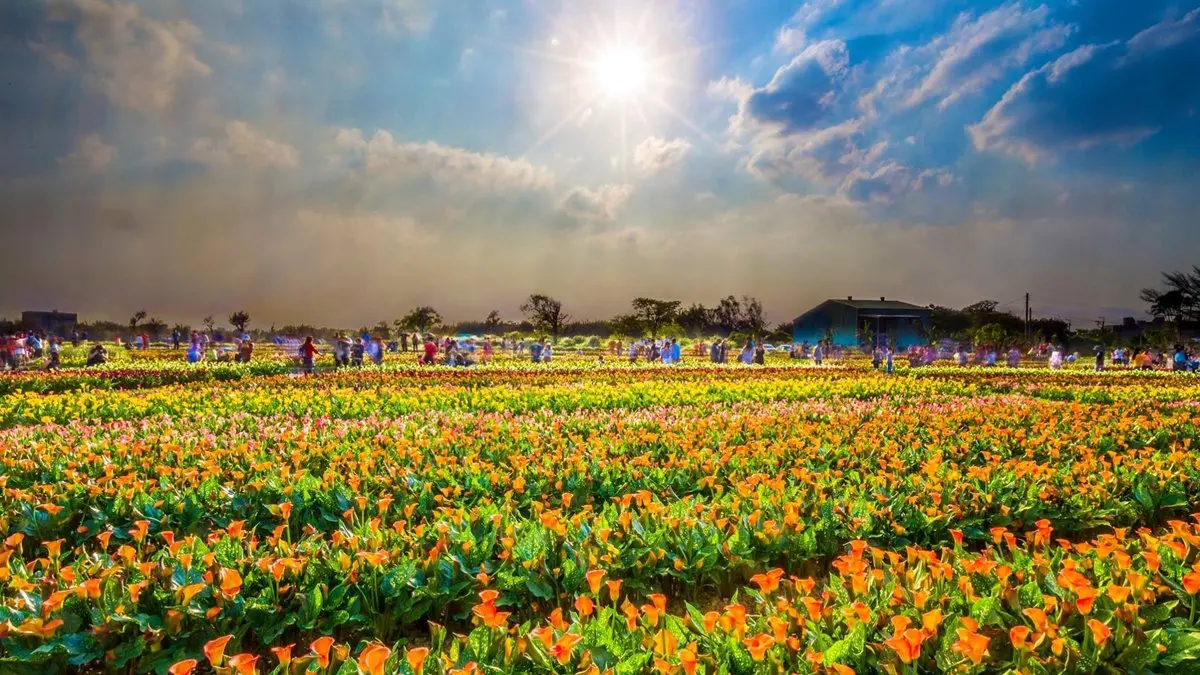 天氣快轉晴!2019「桃園彩色海芋季」23萬株花海,為期18天賞花景點 天氣快轉晴!2019「桃園彩色海芋季」23萬株花海,為期18天賞花景點