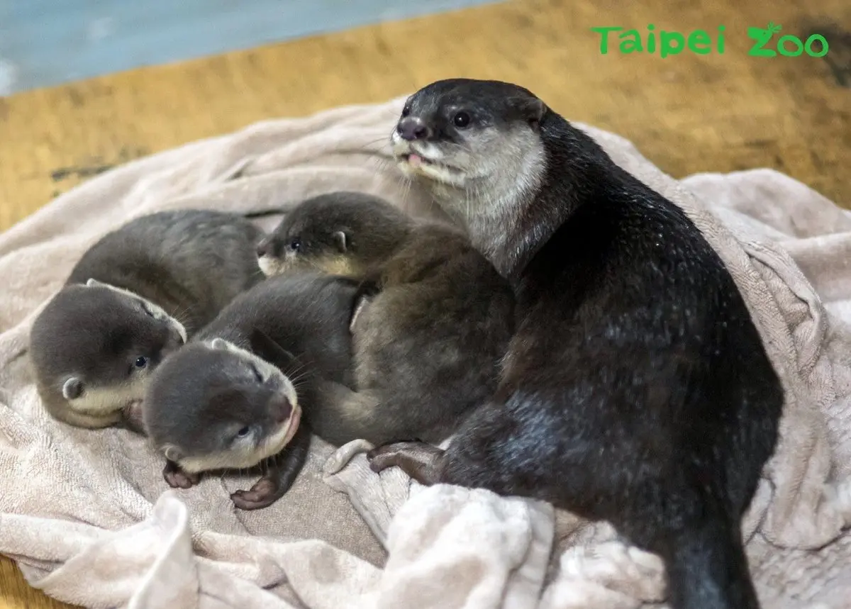 動物也是要休息der!市立動物園「這10天」不開放參觀 動物也是要休息der!市立動物園「這10天」不開放參觀