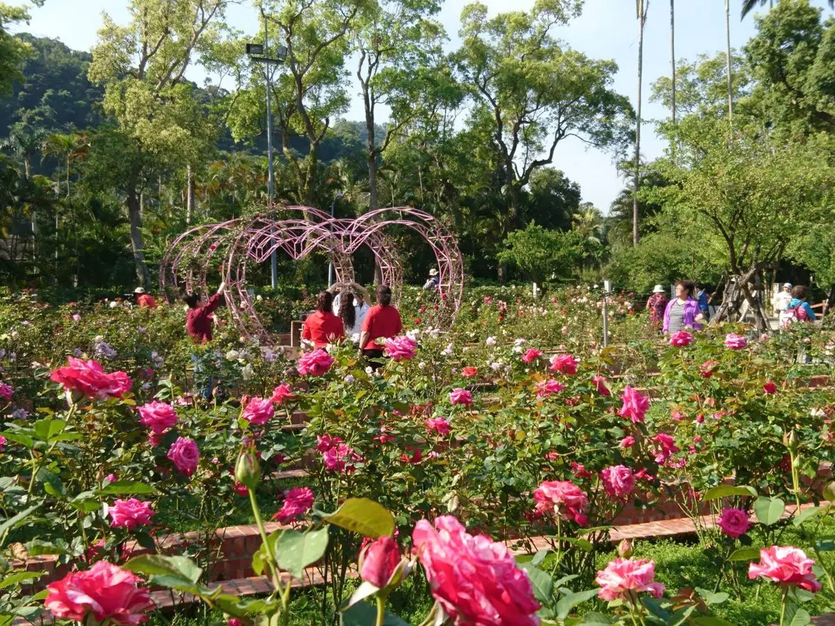 浪漫花季!士林官邸「2000株玫瑰花」綻放,加碼拍30種「蘭花」 浪漫花季!士林官邸「2000株玫瑰花」綻放,加碼拍30種「蘭花」