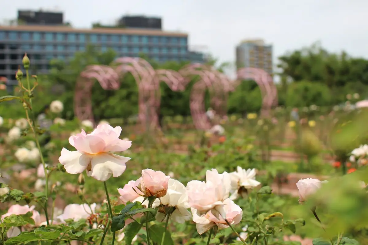 浪漫花季!士林官邸「2000株玫瑰花」綻放,加碼拍30種「蘭花」 浪漫花季!士林官邸「2000株玫瑰花」綻放,加碼拍30種「蘭花」