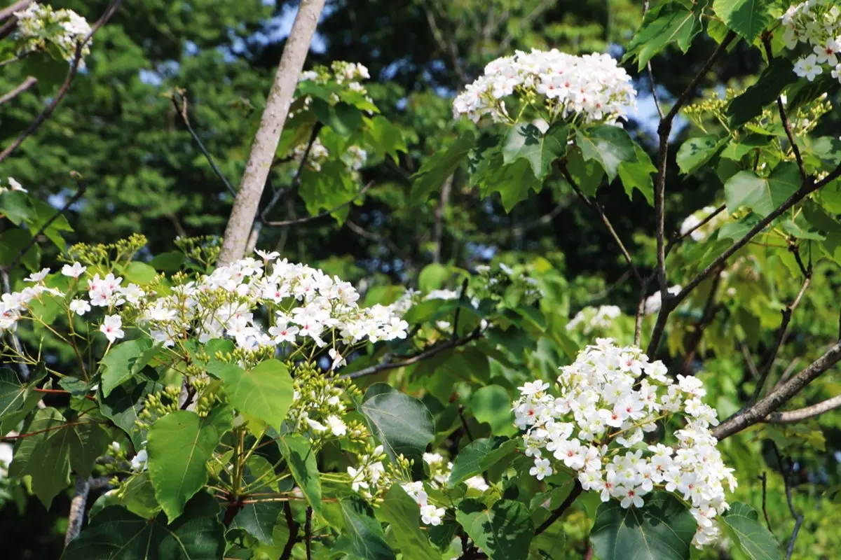 這裡的桐花開了！白天賞花、樹屋吃花餐，晚上看螢火蟲開趴