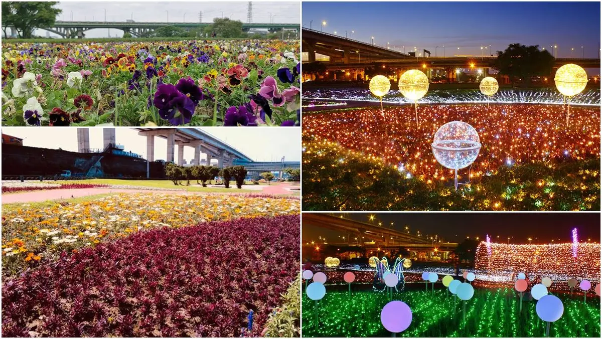出發了！板橋蝴蝶公園，白天拍「23萬株花海」、夜賞「50萬顆光雕」