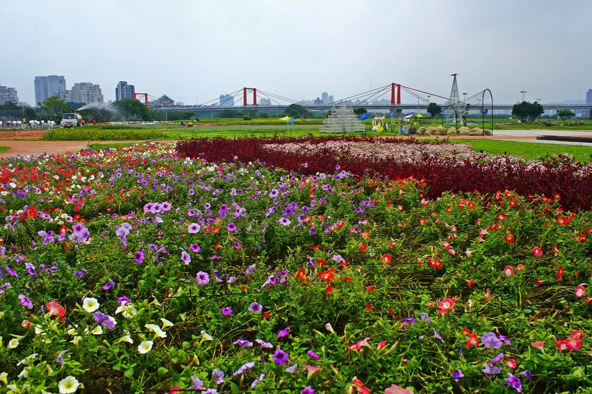 出發了！板橋蝴蝶公園，白天拍「23萬株花海」、夜賞「50萬顆光雕」