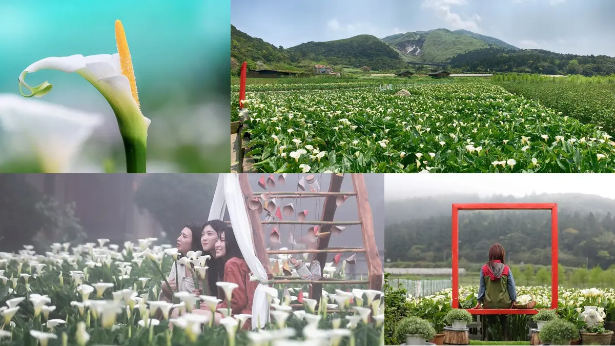 把握最後幾天！美拍陽明山海芋花海+10大浪漫打卡熱點