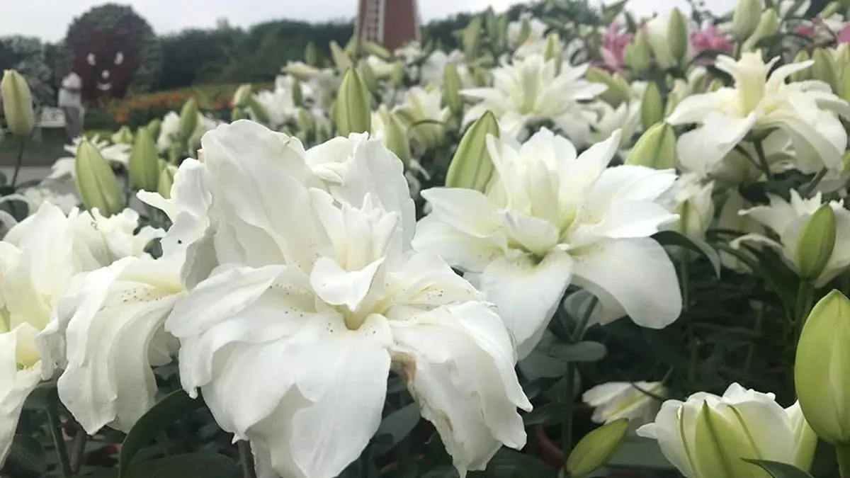 台中人證件拿出來！中社觀光花市「百合花海」爆發，這個月享半價