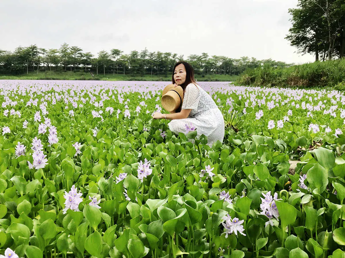 只剩這禮拜！超美紫色花海，台南賞花新祕境在「仁德」