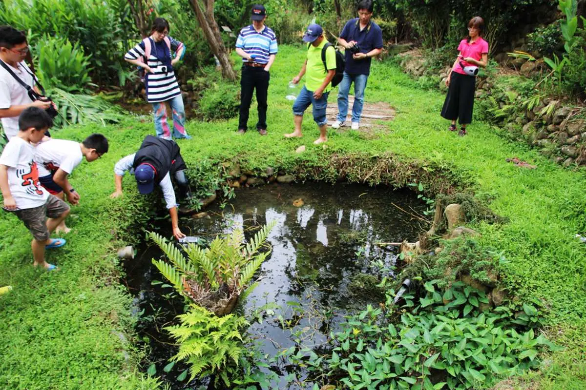 來採「美人腿」！下田玩泥巴、動手做筊白筍泡菜，還有大餐吃 