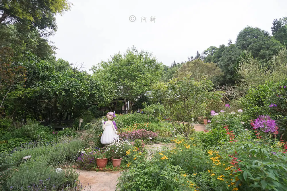 「繡球花」開了!杉林溪森林避暑賞萬株繡球花、粉紫鼠尾草田 「繡球花」開了!杉林溪森林避暑賞萬株繡球花、粉紫鼠尾草田