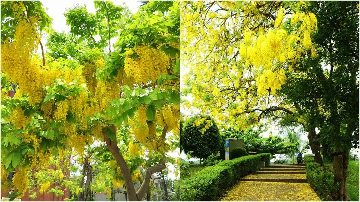 黃金雨好美呀！台南阿勃勒盛開了，這12處賞花拍花快筆記