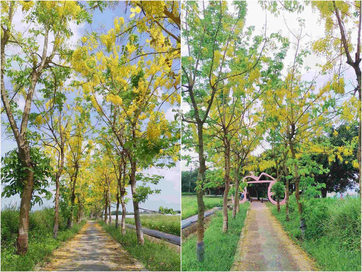 賞花新祕境!「蓮花」「阿勃勒」一次全收,就在台南「蓮鄉自行車道」 賞花新祕境!「蓮花」「阿勃勒」一次全收,就在台南「蓮鄉自行車道」