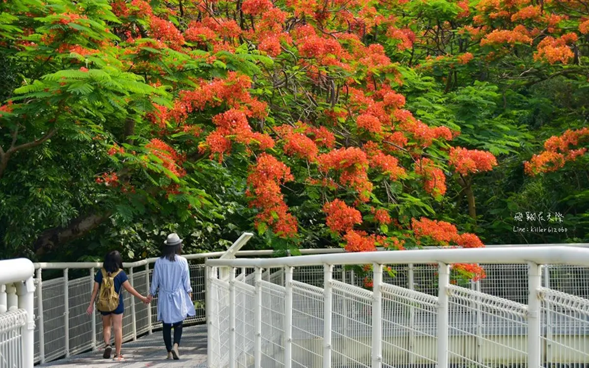 「鳳凰花」仙氣襲來!八卦山季節限定,漫遊絕美天空步道 「鳳凰花」仙氣襲來!八卦山季節限定,漫遊絕美天空步道