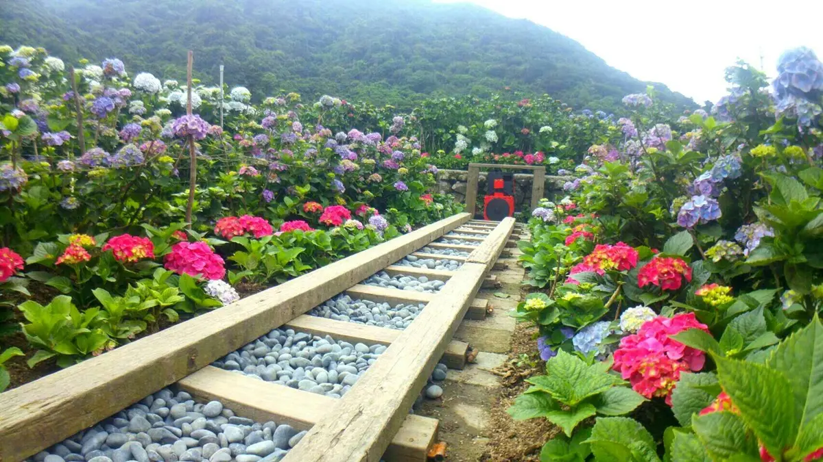 「繡球花野餐」免入園費!繡球花地景+音樂會拍好拍滿 「繡球花野餐」免入園費!繡球花地景+音樂會拍好拍滿