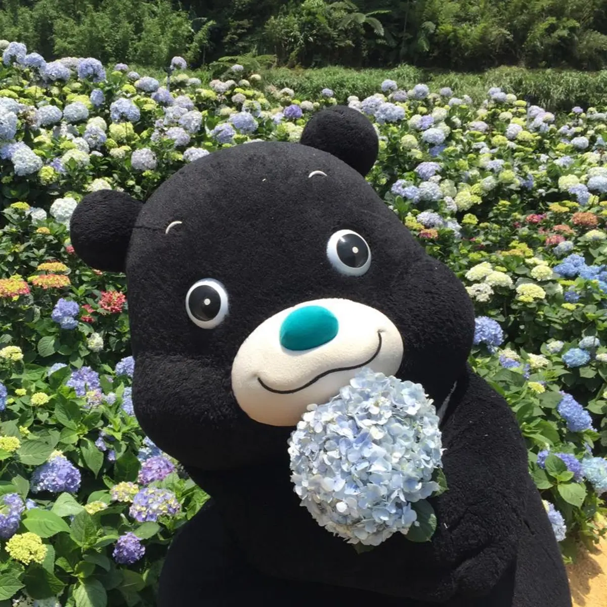 「繡球花野餐」免入園費!繡球花地景+音樂會拍好拍滿 「繡球花野餐」免入園費!繡球花地景+音樂會拍好拍滿