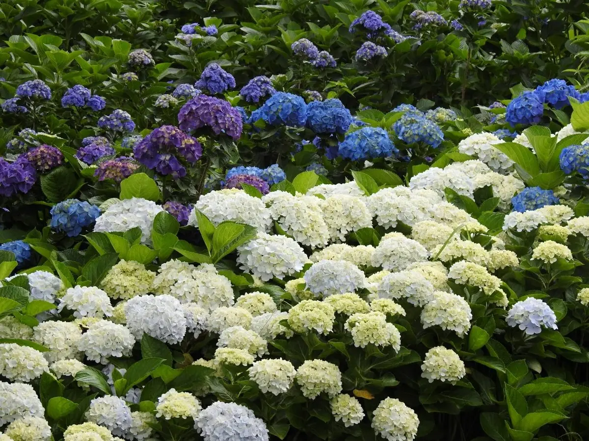 「繡球花野餐」免入園費!繡球花地景+音樂會拍好拍滿 「繡球花野餐」免入園費!繡球花地景+音樂會拍好拍滿