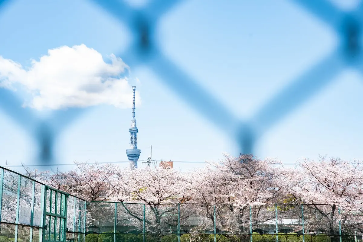 新宿玩膩了改去「龜戶」!東京拍晴空塔小祕境、吃高CP值迴轉壽司 日本旅遊東京龜戶中央公園拍晴空塔