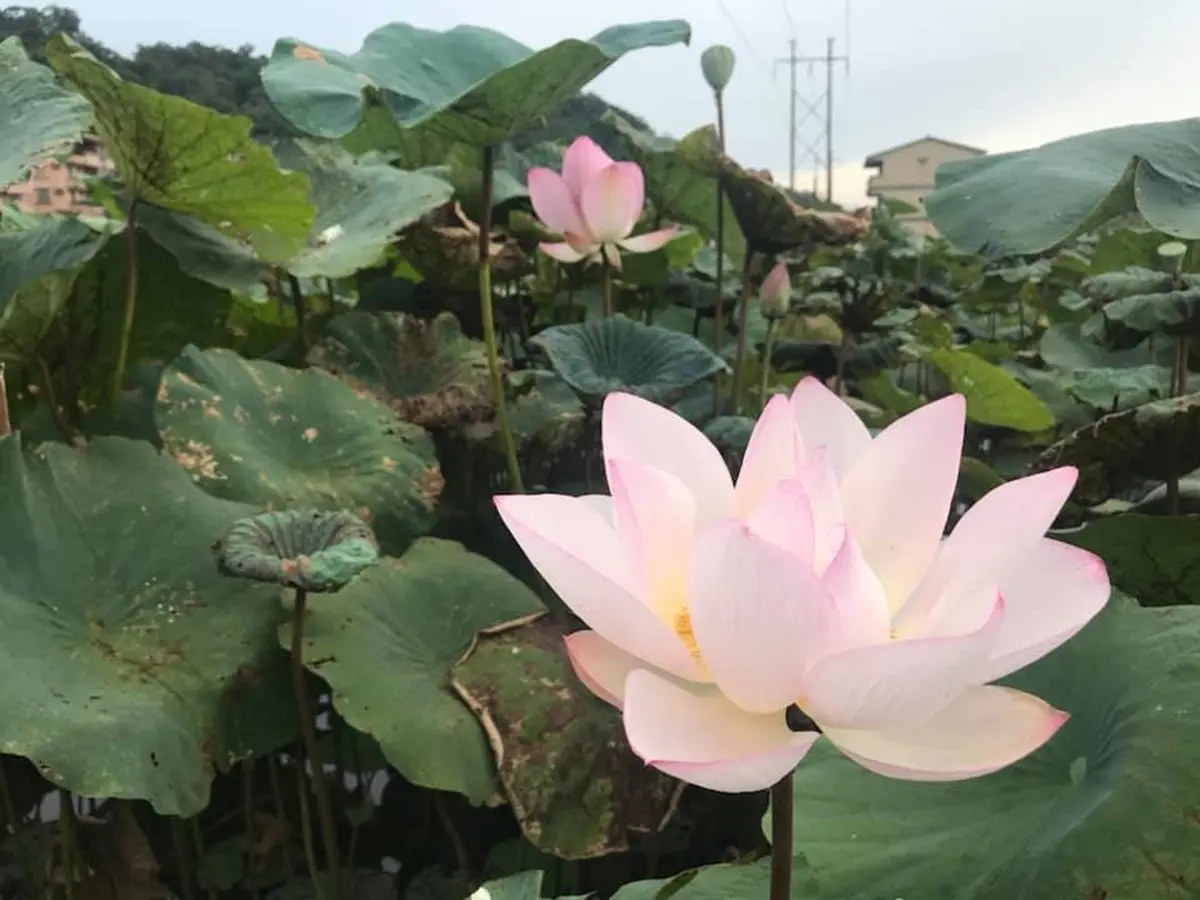 長輩圖拍到手機沒電!新北最大荷花田「睡蓮發光」看過嗎? 長輩圖拍到手機沒電!新北最大荷花田「睡蓮發光」看過嗎?