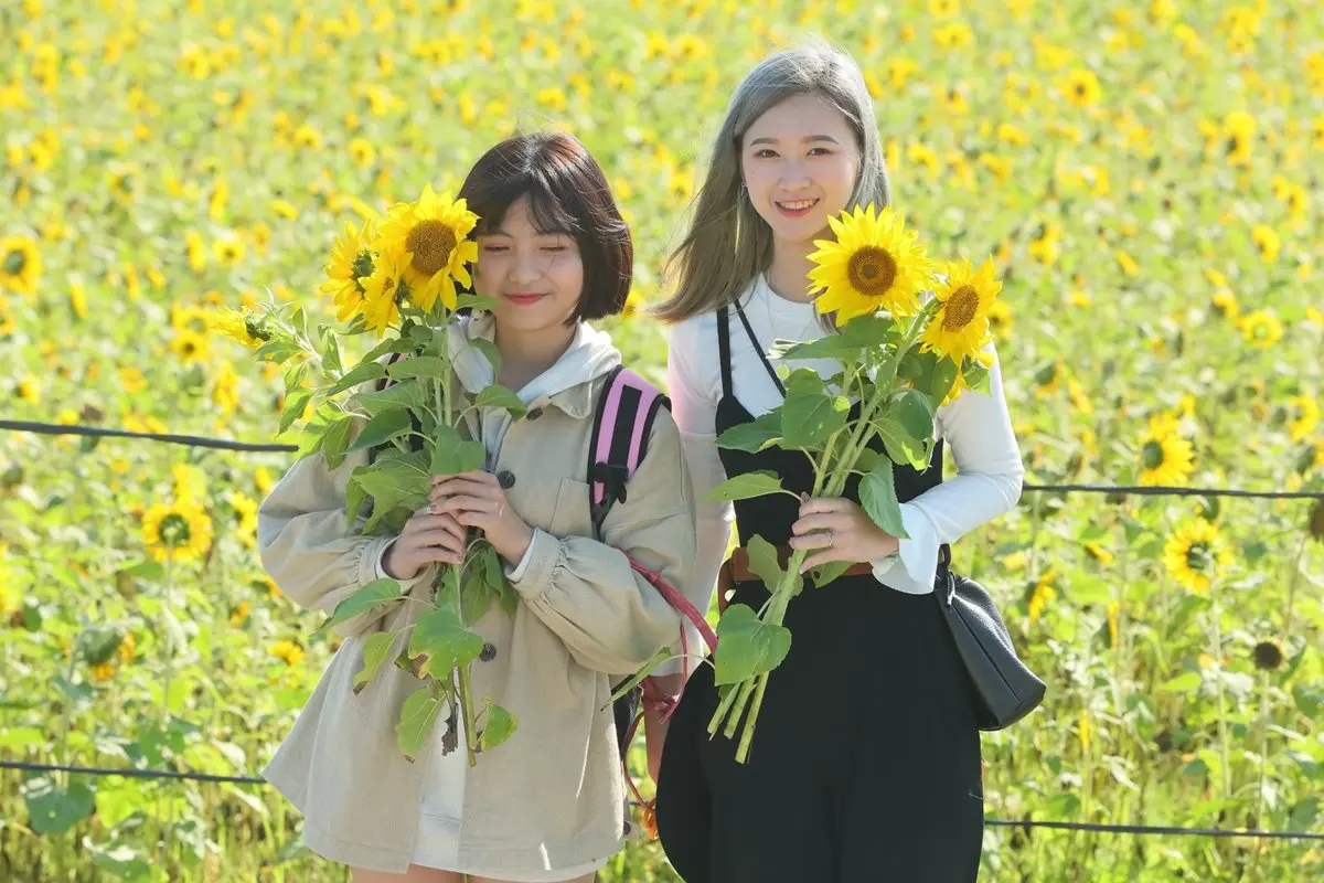 3萬株向日葵免費採！全台最靠近海邊「向日葵花海」一日限定活動