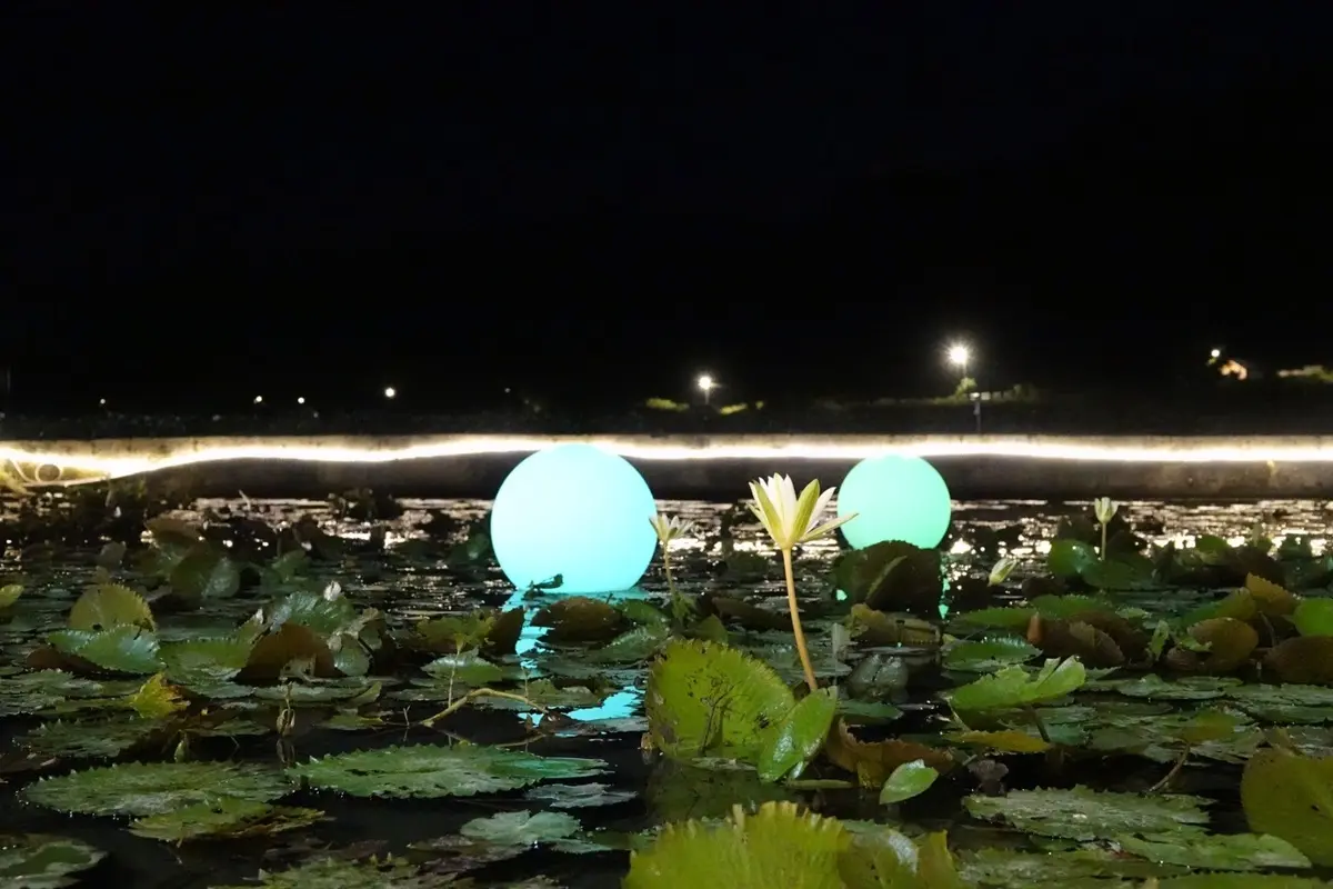 晚上賞花去過嗎？新北最大蓮池「夜賞睡蓮」滿池「月亮燈」只到七夕