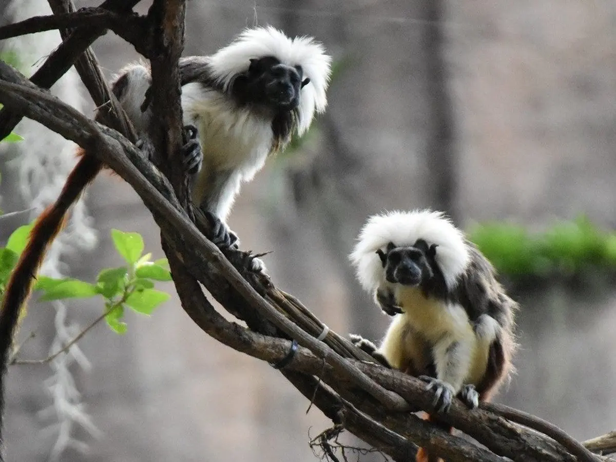 萌萌水豚君、樹懶來了！木柵動物園「熱帶雨林館」久等13年終於開幕