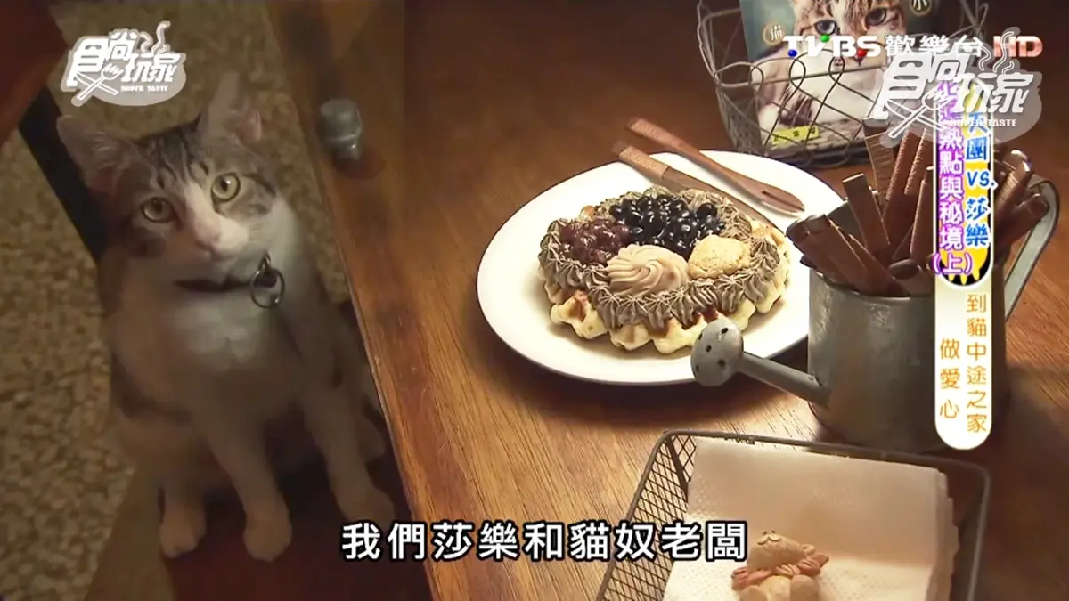 超療癒！喵星人陪你吃下午茶，必點「台洋混血鬆餅」「有良心燒仙草」
