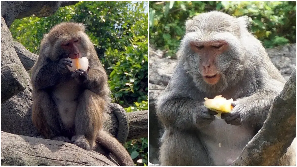 手手捧冰「專注吃」超萌！動物園推出夏日冰品，猴子都爆動了