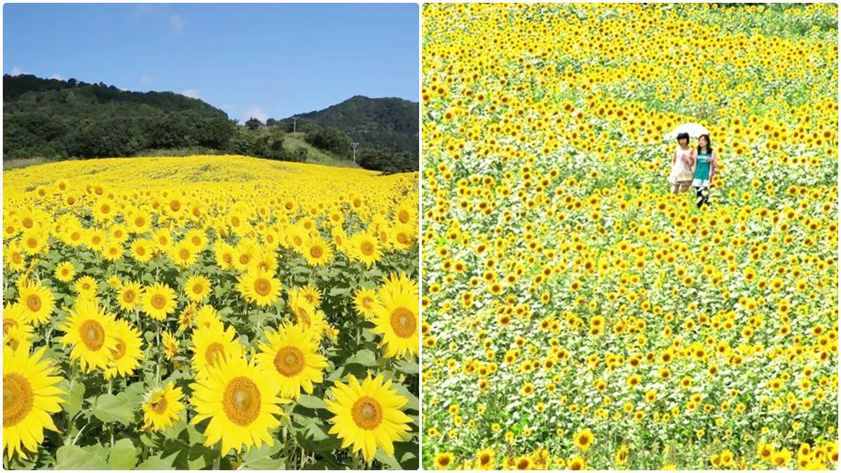 「萬朵太陽」盯著你！這5大向日葵海超有特色：拍童話美照、找紅白隱藏花