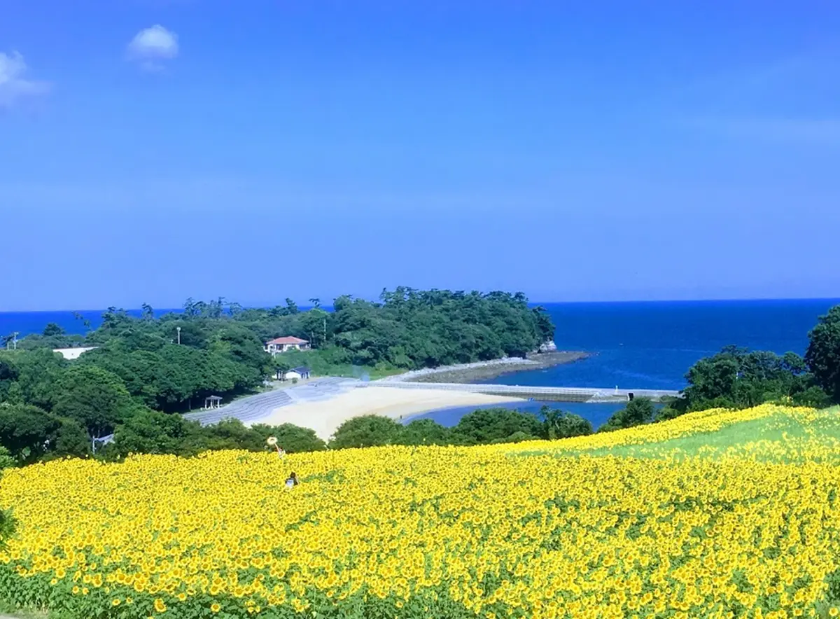 「萬朵太陽」盯著你！這5大向日葵海超有特色：拍童話美照、找紅白隱藏花