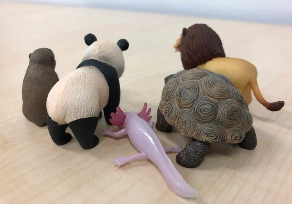 扭蛋控小心手！「戽斗星球」動物收起下巴「換門牙暴出來」，食性都變了！