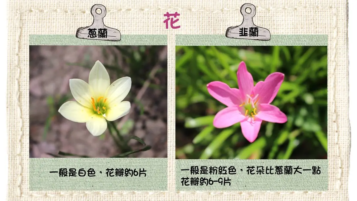 花期超短要拍要快!士林官邸特殊花「蔥蘭」「韭蘭」,限定條件才看得到 花期超短要拍要快!士林官邸特殊花「蔥蘭」「韭蘭」,限定條件才看得到