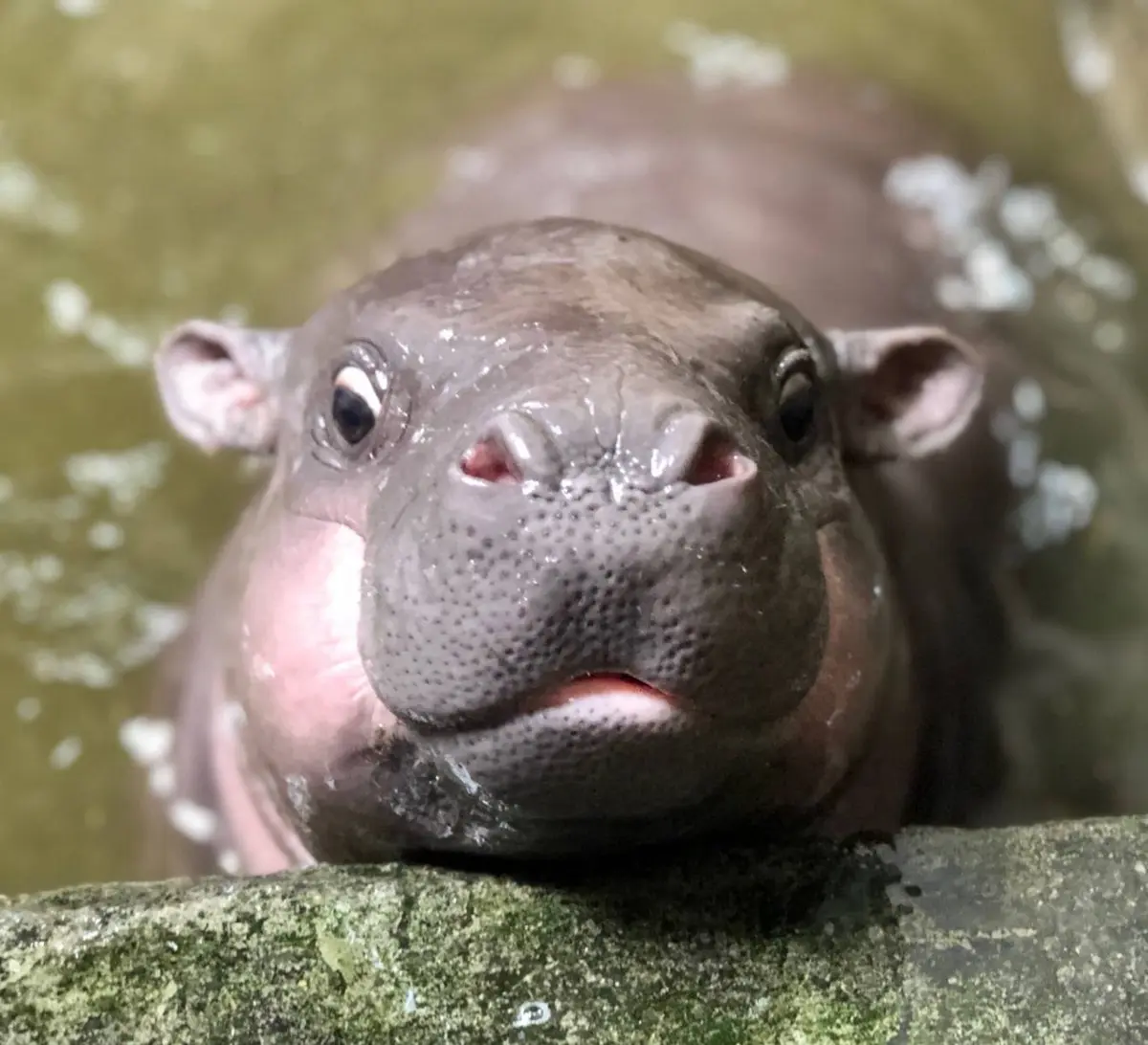侏儒河馬寶寶也太可愛！壽山動物園新萌主登基，牠的名字你決定