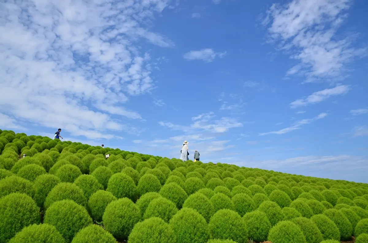 9月限定！450萬株「綠波波」胖起來等紅，快衝球海中央「拍零NG美照」