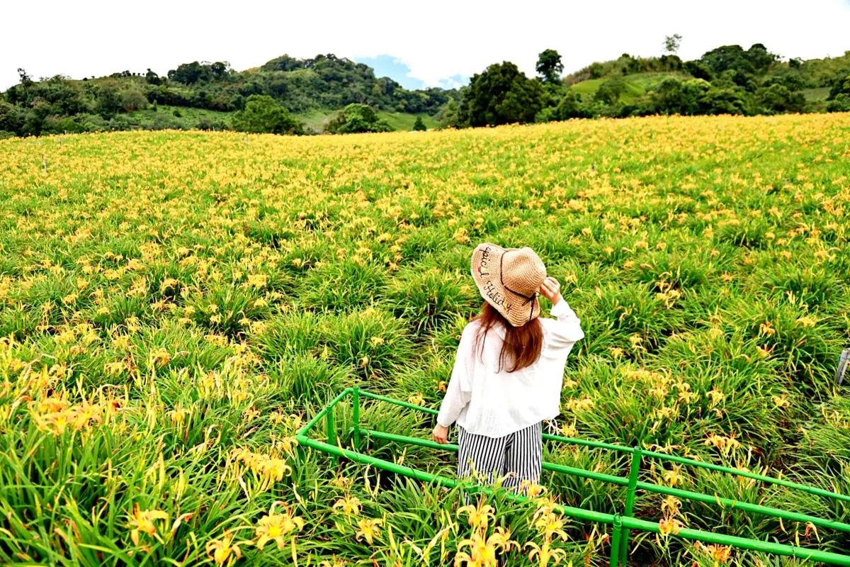 「天使花毯」盛開！花蓮2大金針花美景必拍：六十石山、赤科山