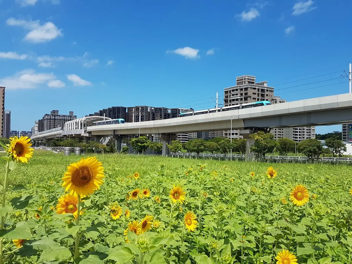 尋找隱藏幾米兔！「向日葵花海」絕美綻放中，搭淡海輕軌就到